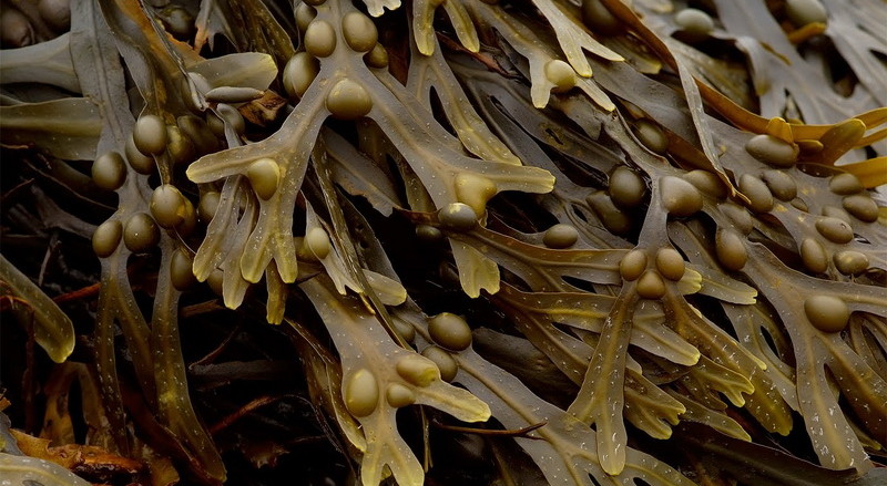 Fucus vesiculosus 1