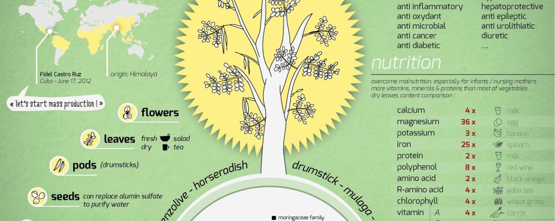 Moringa-information-chart