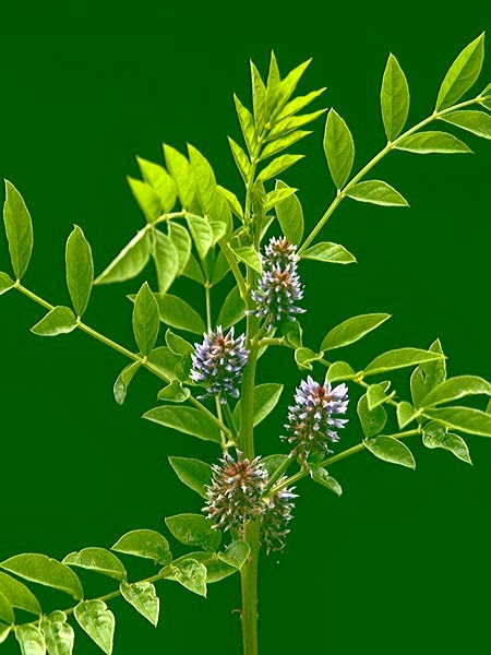 Sladić Glycyrrhiza glabra L. (Fabaceae)