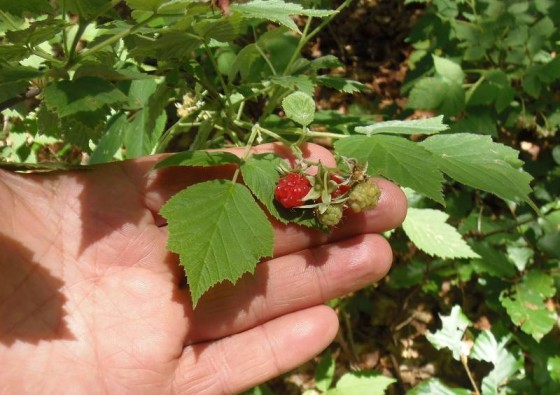 DIVLJA MALINA Rubus idaeus (Rosaceae)